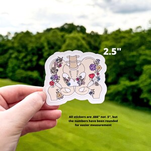 骨盤ステッカー、花の解剖学に基づいた股関節と骨盤の啓発ステッカー、整形外科、骨盤底、股関節形成不全、理学療法士への贈り物 画像 5