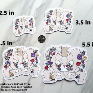 骨盤ステッカー、花の解剖学に基づいた股関節と骨盤の啓発ステッカー、整形外科、骨盤底、股関節形成不全、理学療法士への贈り物 画像 3
