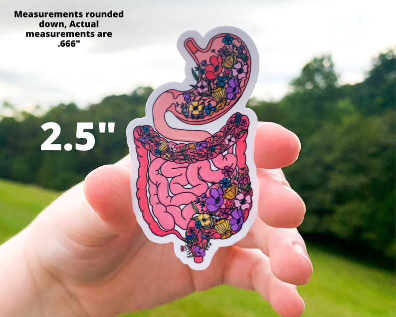 Intestines Sticker, Floral Anatomy Stomach Large and Small Intestines ...