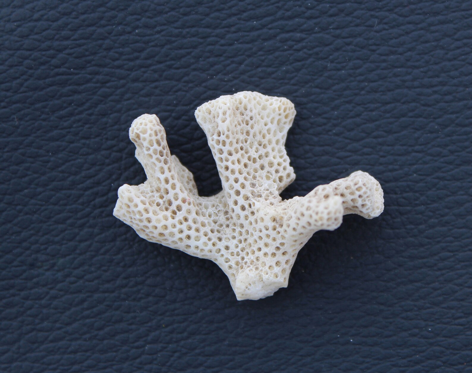 Natural White Coral Cluster White Coral Gemstone Coral Jewelry Etsy