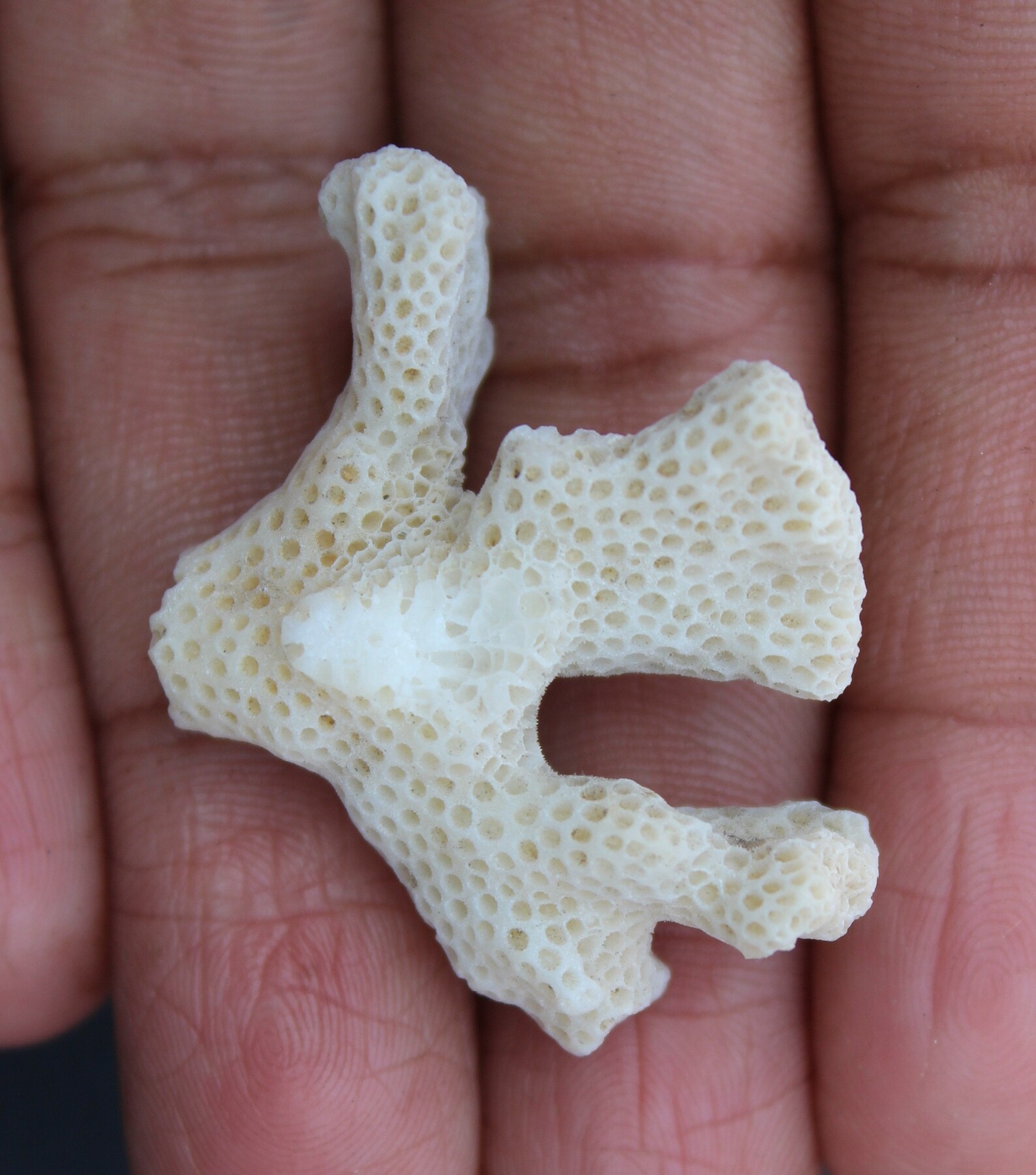 Natural White Coral Cluster White Coral Gemstone Coral Jewelry Etsy