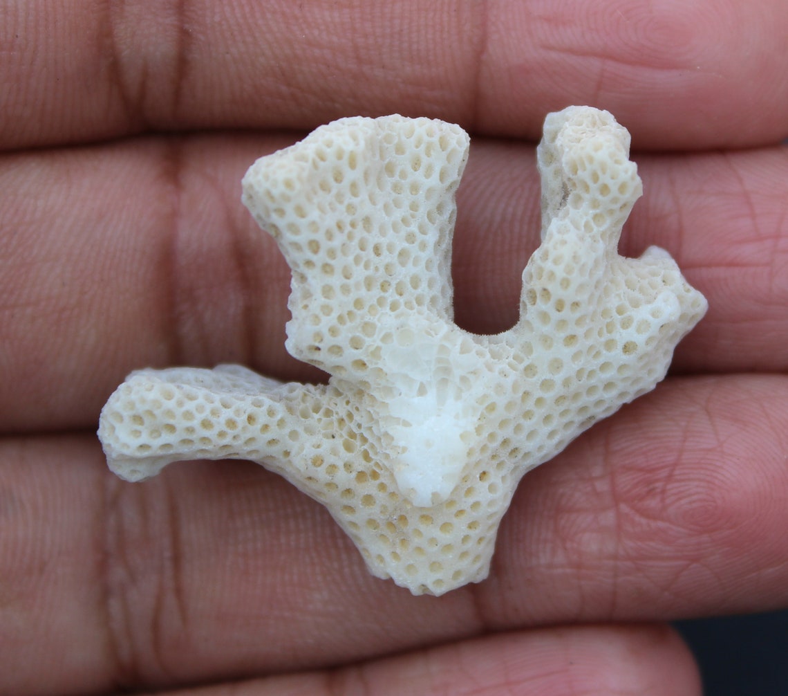 Natural White Coral Cluster White Coral Gemstone Coral Jewelry Etsy