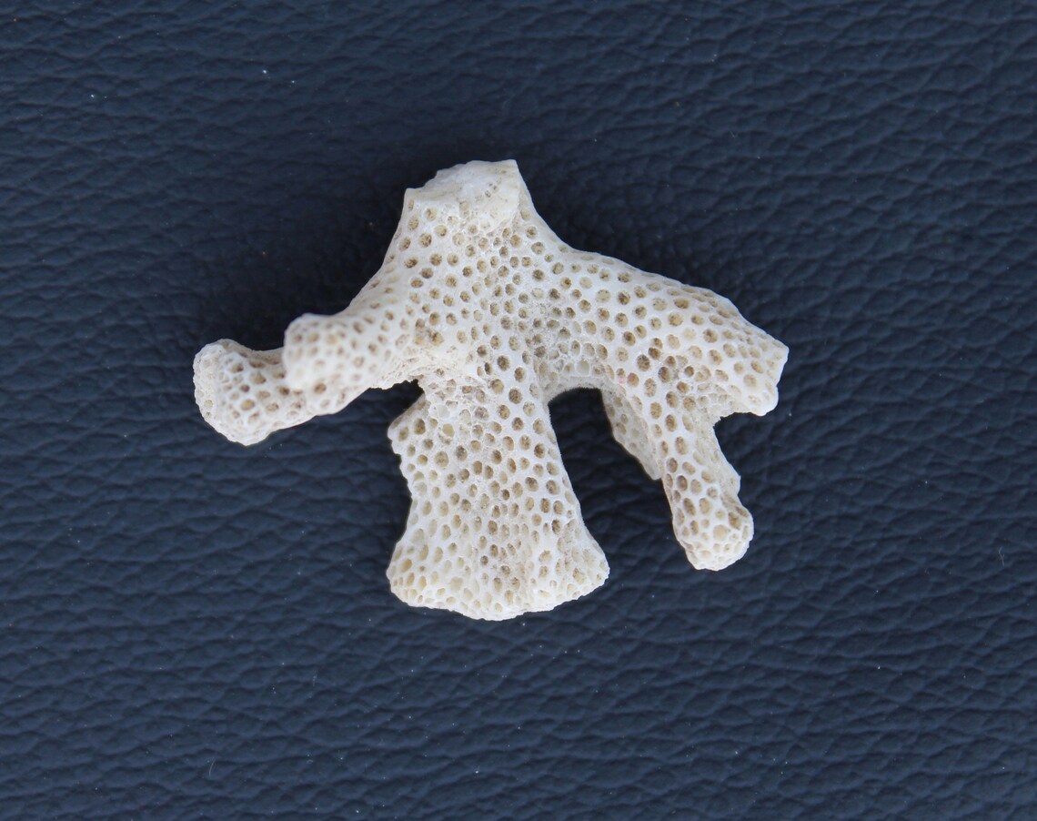 Natural White Coral Cluster White Coral Gemstone Coral Jewelry Etsy