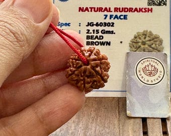 Lab Certified 7 Mukhi Rudraksha: Shiva Prayer Bead