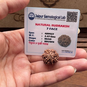 Lab Certified 7 Mukhi Rudraksha - 7 Face Rudraksham - Shiva prayer Healing - Protection - Natural Rudraksha - Saatmukhi Rudraksha