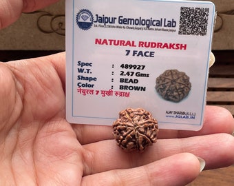 Lab Certified 7 Mukhi Rudraksha - 7 Face Rudraksham - Shiva prayer Healing - Protection - Natural Rudraksha - Saatmukhi Rudraksha