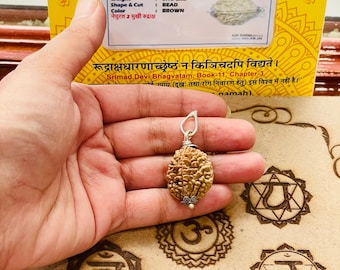 Laboratorio certificato 2 Mukhi Rudraksha - 2 Face Rudraksham - Preghiera Shiva Guarigione - Protezione - Rudraksha naturale