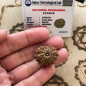 Lab certified 12 face mukhi Rudraksha-  12 Mukhi Natural Rudraksha Nepal bead - Lord Shiva - Meditation - Chanting