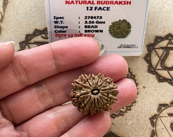 Lab certified 12 face mukhi Rudraksha-  12 Mukhi Natural Rudraksha Nepal bead - Lord Shiva - Meditation - Chanting