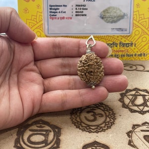 May include: A brown two-faced Rudraksha bead pendant with a silver bail. The bead is 5.13 grams and is labeled "NATURAL RUDRAKSH 2 FACE" on a card with the text "Specimen No: 706542, Weight: 5.13 Gms, Shape & Cut: BEAD, Color: BROWN".