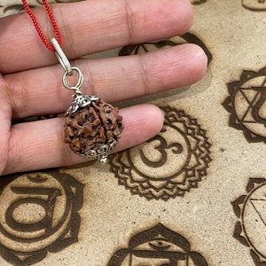 Rudraksha a cinque facce certificato in laboratorio Rudraksha dei cinque mukhi Lord Shiva Canto meditativo immagine 4