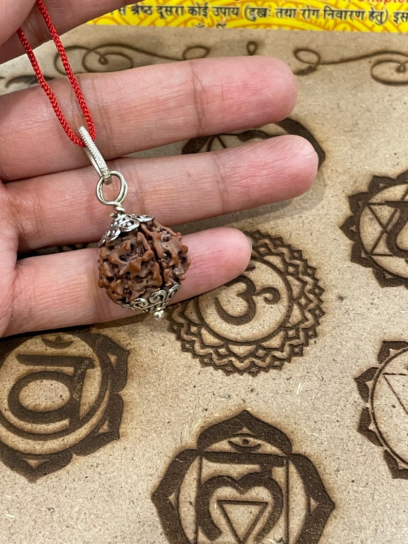 Rudraksha a cinque facce certificato in laboratorio Rudraksha dei cinque mukhi Lord Shiva Canto meditativo immagine 4