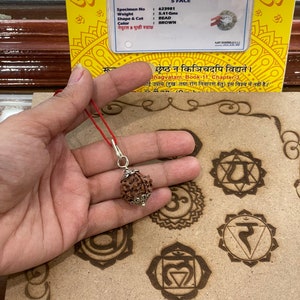 Rudraksha a cinque facce certificato in laboratorio Rudraksha dei cinque mukhi Lord Shiva Canto meditativo immagine 2