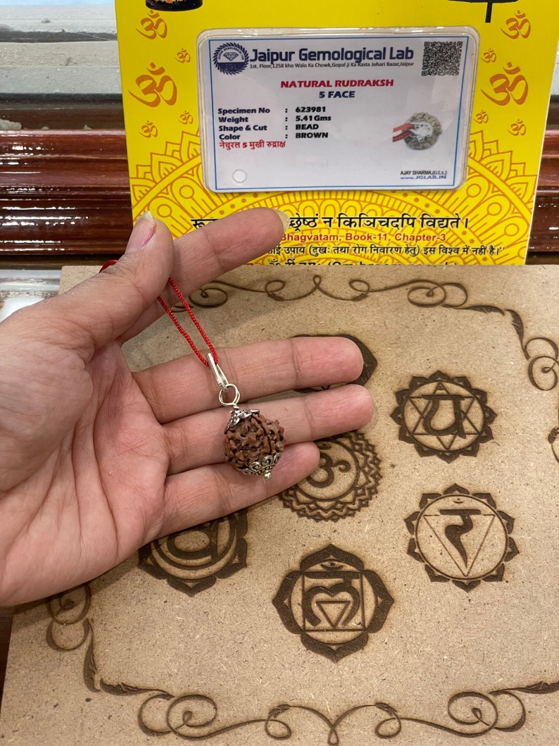 Rudraksha a cinque facce certificato in laboratorio Rudraksha dei cinque mukhi Lord Shiva Canto meditativo immagine 2