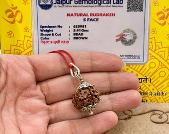 Rudraksha a cinque facce certificato in laboratorio - Rudraksha dei cinque mukhi - Lord Shiva - Canto meditativo