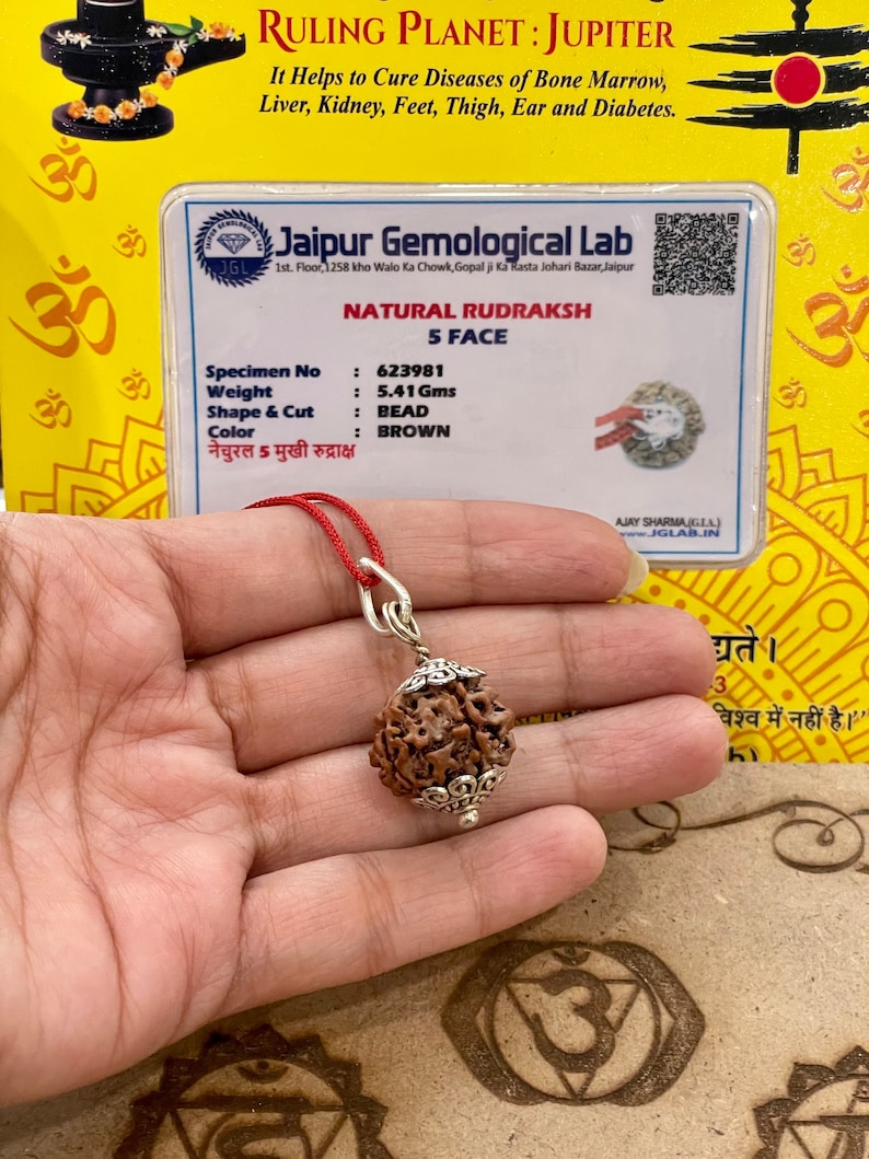 Rudraksha a cinque facce certificato in laboratorio Rudraksha dei cinque mukhi Lord Shiva Canto meditativo immagine 1