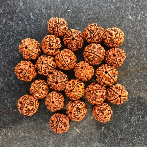16 mm Natural Five Mukhi Rudraksha beads Natural Rudraksha - Loose Rudraksha beads - Meditation prayer beads