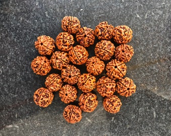 16 mm Natural Five Mukhi Rudraksha beads Natural Rudraksha - Loose Rudraksha beads - Meditation prayer beads