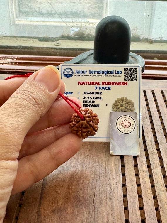 Lab Certified 7 Mukhi Rudraksha: Shiva Prayer Bead
