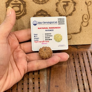 Lab certified 10 face mukhi Rudraksha-  10 Mukhi Natural Rudraksha Nepal bead - Lord Shiva - Meditation - Chanting