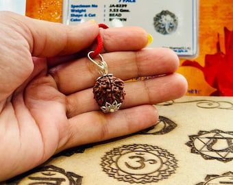 Conta de Rudraksha de Sete Mukhi Certificada em Laboratório: Meditação com o Senhor Shiva