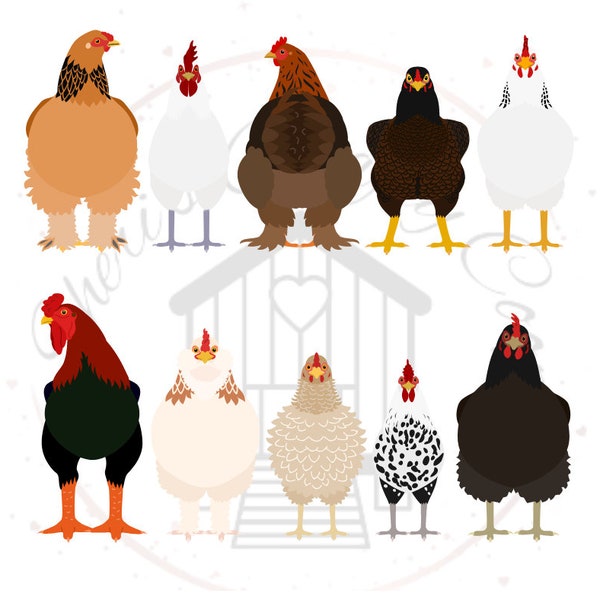 Many Chicken Breeds DTF Transfer Print (Only) Ready To Press