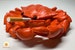 Decorative crab Ashtray, Two-Piece Crab Ashtray Crab Cigarette Holder-Decorative outdoor ashtray for home outdoor ashtray stand-Cool ashtray 