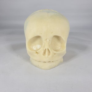 Craft Skull, Ready to Paint, Arts and Crafts