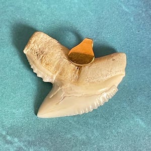 Shark tooth pendant with 18k gold bail