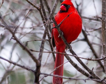 Winter Cardinal, Cardinal, fine art prints, wall art, wildlife