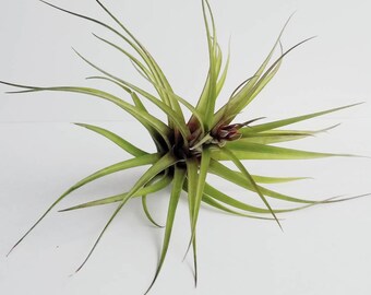 Hanging Air plants / Air Plants  / Tillandsia Brachycaulos / Tilli