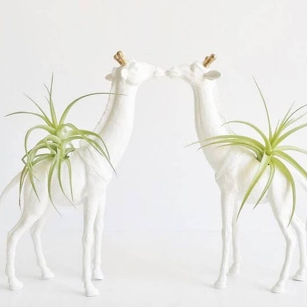 Giraffe Planters with Air Plant, Best Friends, indoor Planters, Love, white & gold, Gifts , holiday Gift,  secret Santa, birthday