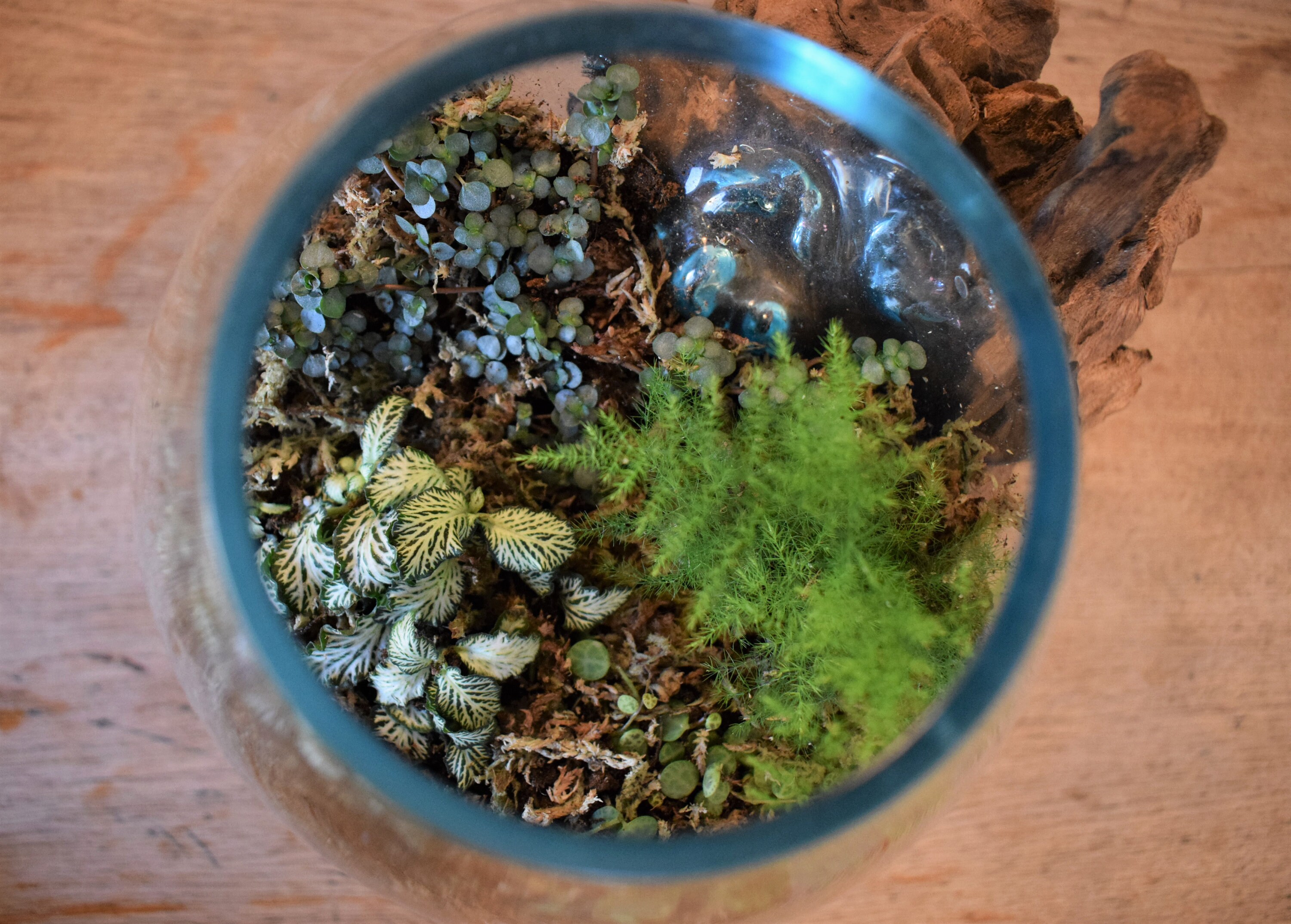 Large Blue Hand Blown Glass Bowl Terrarium Melted onto Wooden Etsy