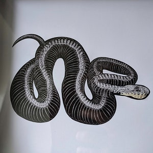 Snake Skeleton Art Print, Real Jaw Bone framed Shadow Box Oddity