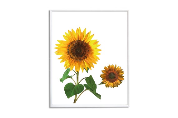 Sunflower Room Decor Instant Download Print Helianthus Sunflower Poster One Piece Poster Herb Wall Art Above Bed Art Large Scale Art