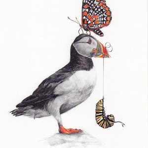Nicht So anders: Puffin, Raupe und Schmetterling-Illustration