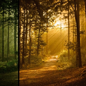 May include: A split-view forest scene featuring a path through dense trees. The left side displays a cool, dark green-toned forest, while the right side shows the same path illuminated by warm, golden sunlight filtering through the canopy.