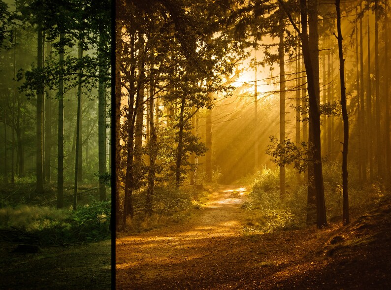 May include: A split-view forest scene featuring a path through dense trees. The left side displays a cool, dark green-toned forest, while the right side shows the same path illuminated by warm, golden sunlight filtering through the canopy.