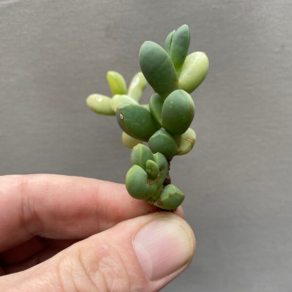 One Astridia Velutina Variegated Rare Succulent Plant 3" (sparse roots)