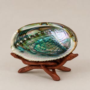 May include: An iridescent abalone shell with swirling shades of blue, green, and purple, featuring a row of small holes along one side. The shell is displayed resting on a brown, branch-like wooden stand with multiple interlocking legs.