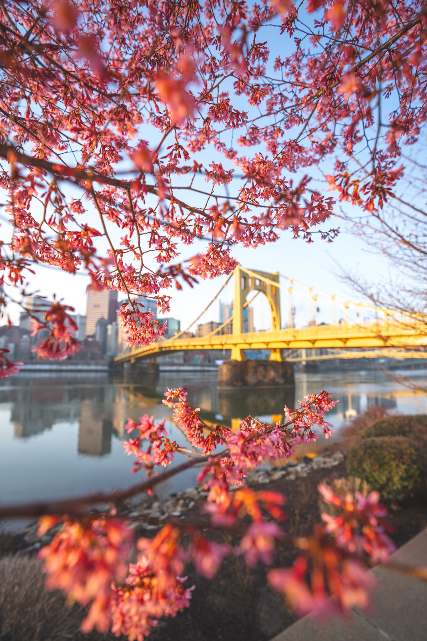 Picture of Pittsburgh with Spring Blossoms