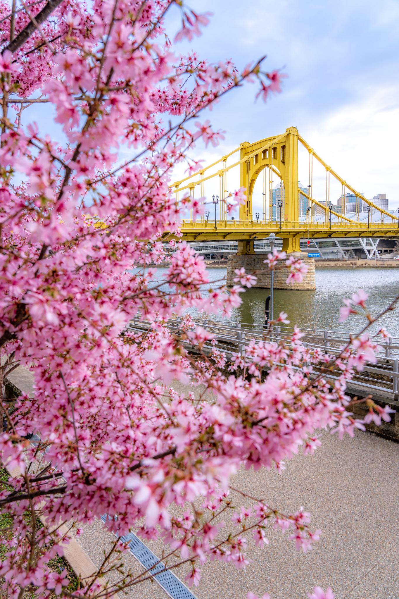 Pittsburgh Wall Art Print: Cherry Blossoms and the Andy Warhol