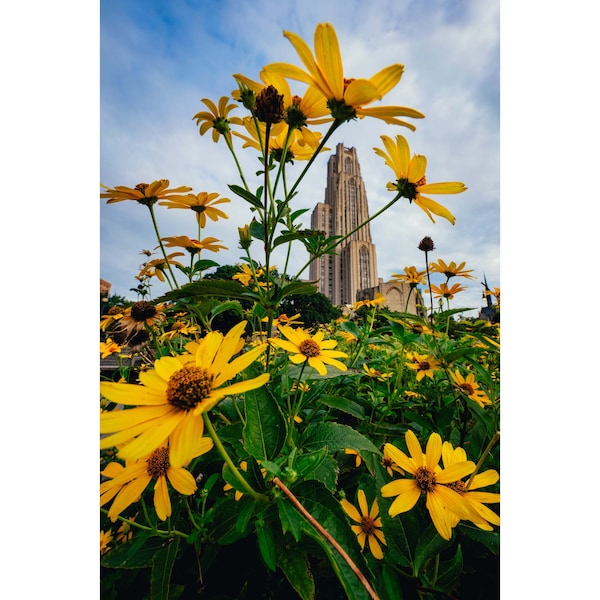 Cathedral of Learning and Black-eyed Susans Photo