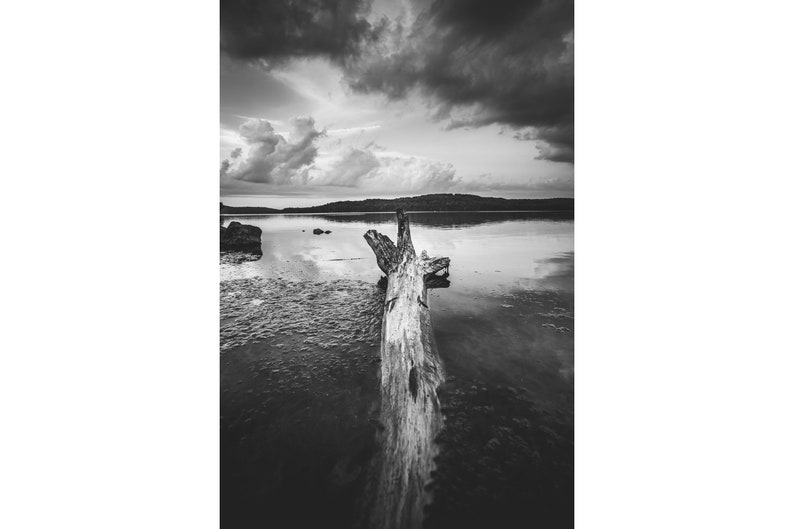 Download Photograph Of Tree In The Water Lake Arthur Log In Water Photo Moraine State Park Black White Art Collectibles Urban59 Fr