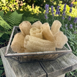 May include: A collection of beige, fibrous loofah sponges with a porous, cylindrical texture piled inside a square, weathered metal wire basket. The sponges have a natural, dried appearance with visible interwoven plant fibres throughout.