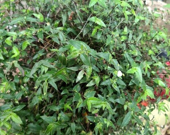 Bridal Veil Plant Etsy