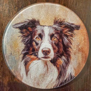 Può includere: Sottobicchiere rotondo con un ritratto dettagliato di un cane Border Collie. Il cane ha pelo marrone e bianco, occhi color ambra e un'espressione concentrata. Il sottobicchiere ha una finitura lucida e uno sfondo neutro.