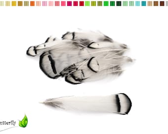 20 plumes de faisan Lady Amherst environ 4-8 cm blanches