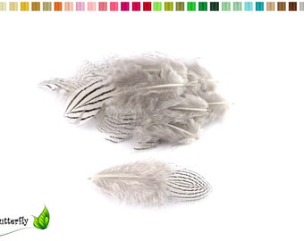 20 plumes de faisan ZEBRE environ 4-8 cm