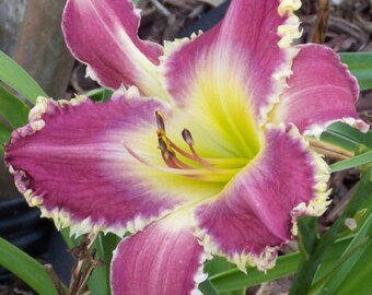 Daylily Seeds Roaring Lions x Golden Sweet 12 Seeds 